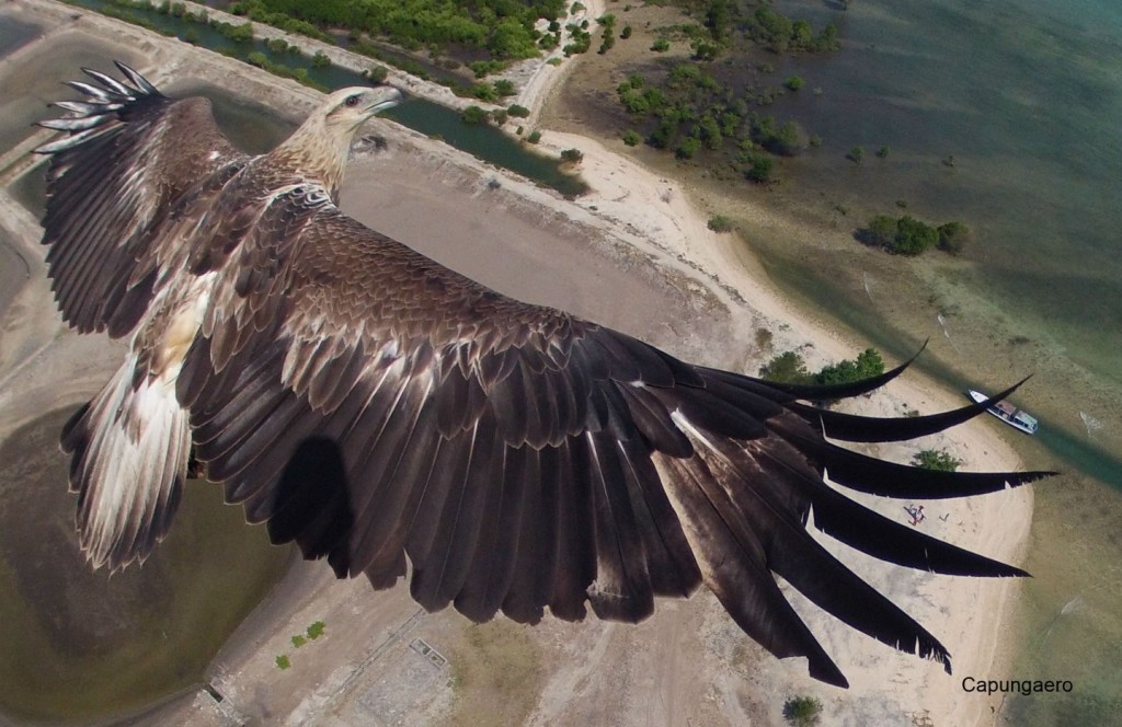 photo taken from a drone