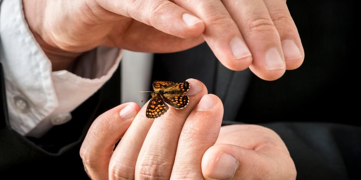 A man carefully hold a small butterfly in his hands, illustrating the nurturing of online leads